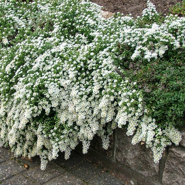 Aster ericoides Snow Flurry