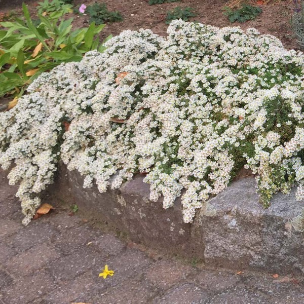Aster ericoides Snow Flurry