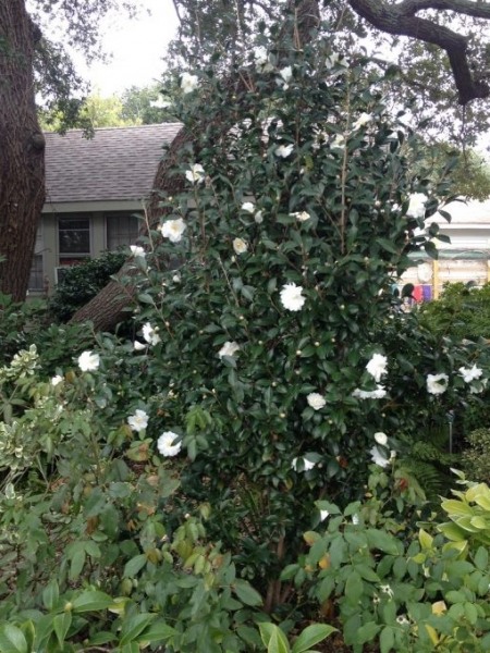 Autumn Rocket Camellia Sasanqua