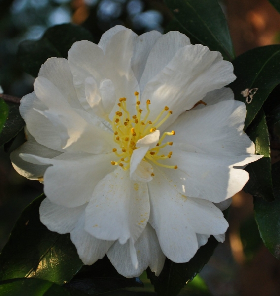 Autumn Rocket Camellia Sasanqua