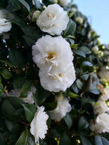 Autumn Rocket Camellia Sasanqua