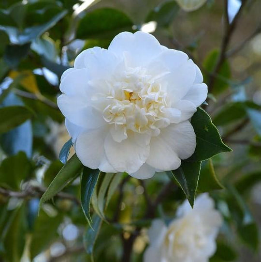 Autumn Rocket Camellia Sasanqua