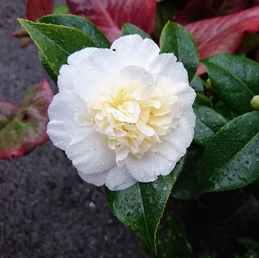 Autumn Rocket Camellia Sasanqua