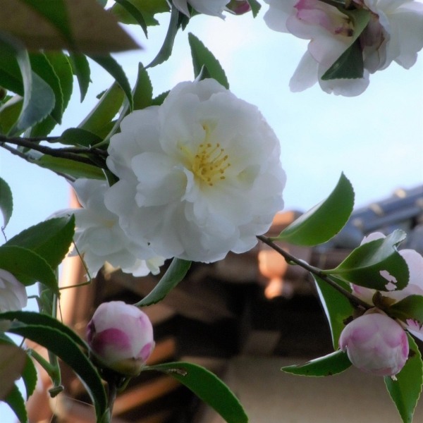Autumn Rocket Camellia Sasanqua