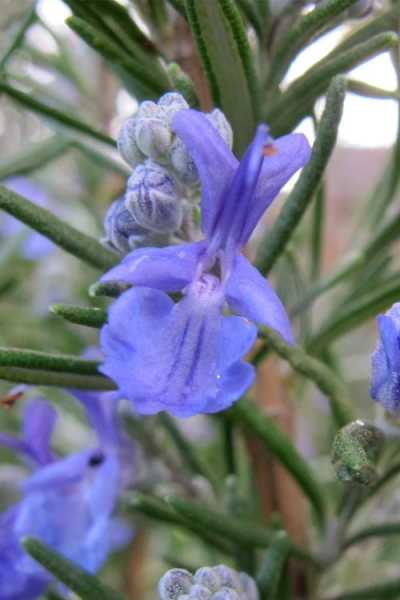 Salem Rosemary