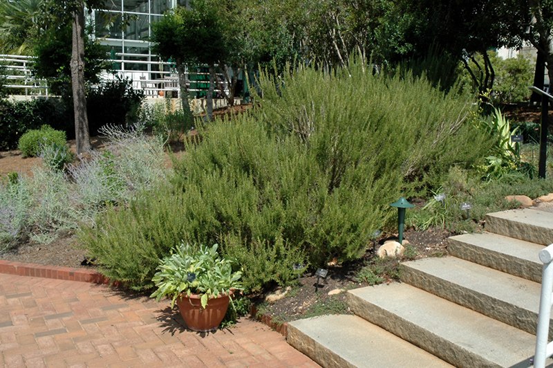 Salem Rosemary