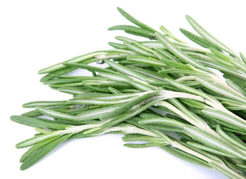 Salem Rosemary