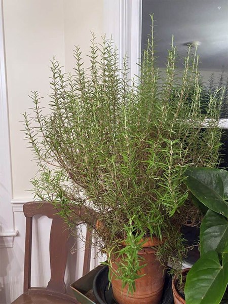 Salem Rosemary