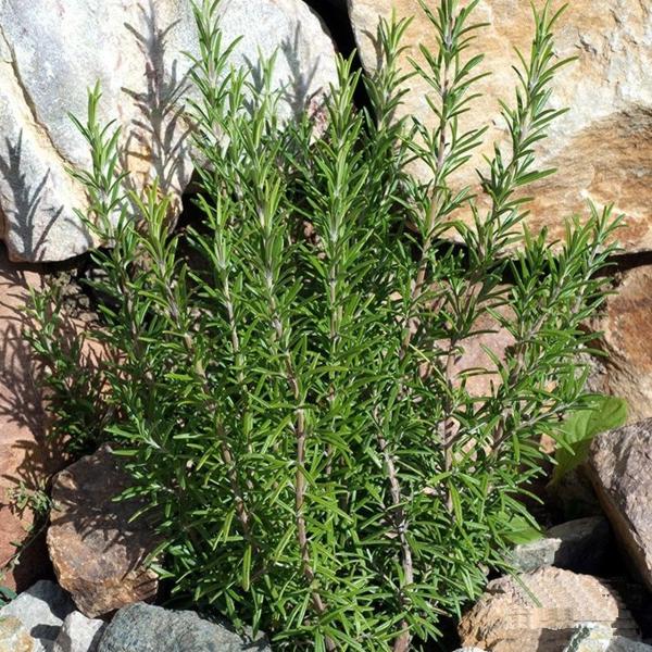 Salem Rosemary