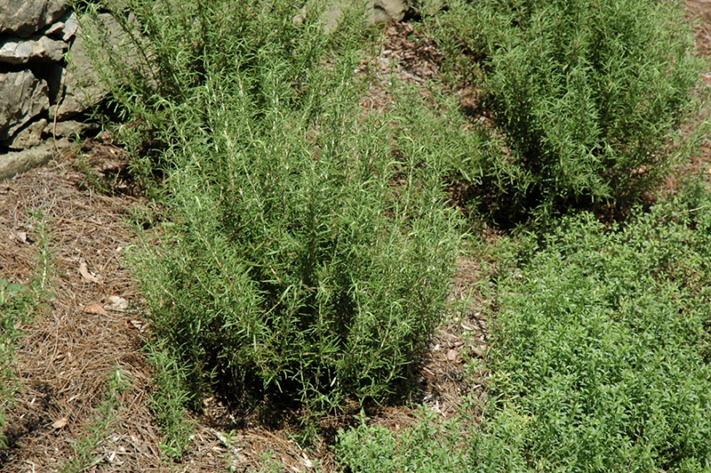 Salem Rosemary