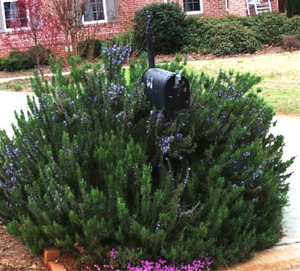 Salem Rosemary