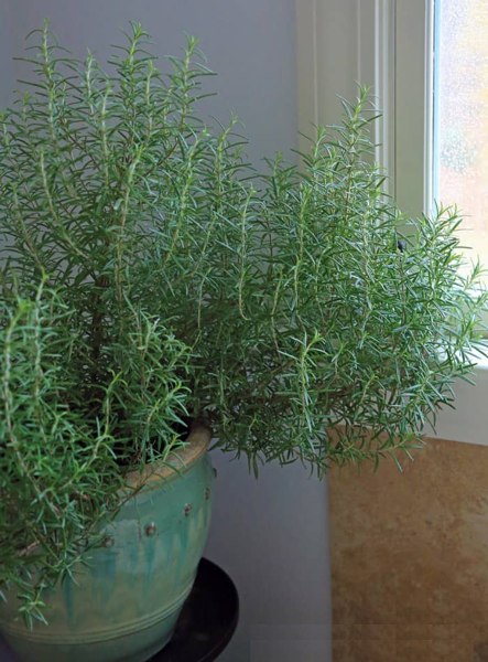 Salem Rosemary
