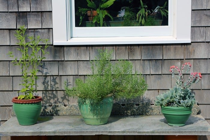 Salem Rosemary