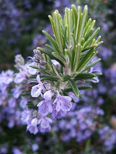 Salem Rosemary