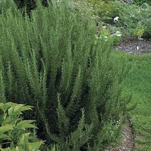 Salem Rosemary