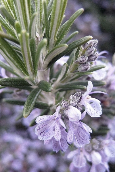 Gorizia Barbecue Skewers Rosemary