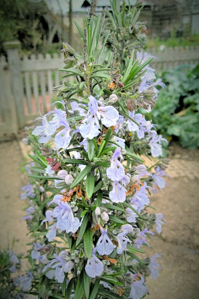 Gorizia Barbecue Skewers Rosemary