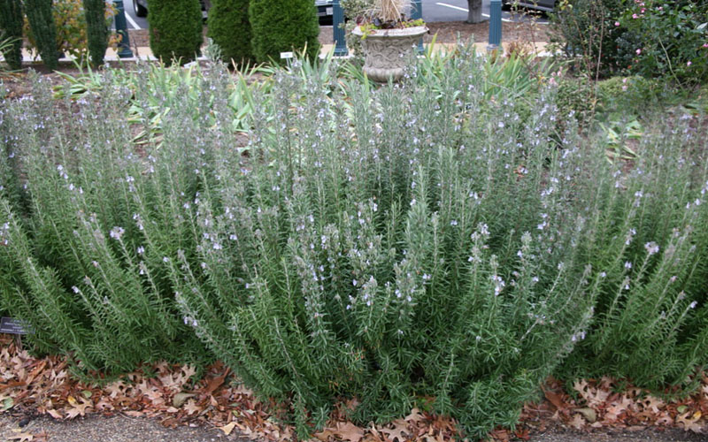 Gorizia Barbecue Skewers Rosemary