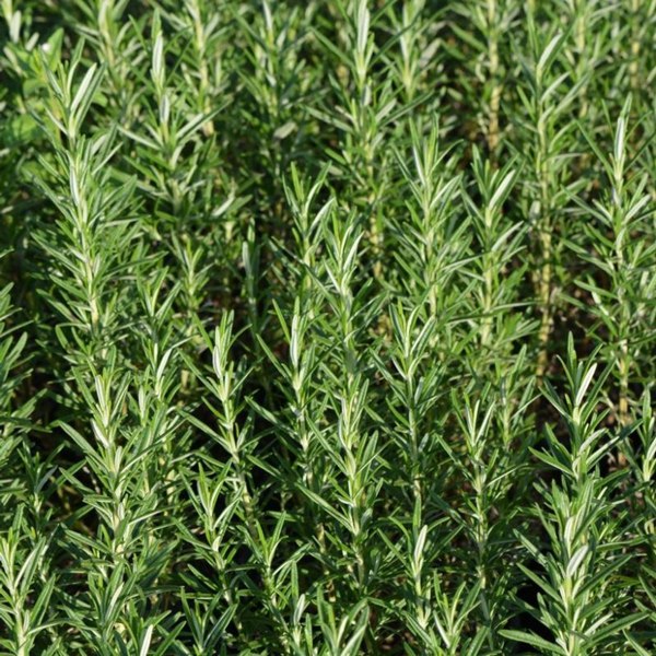 Gorizia Barbecue Skewers Rosemary