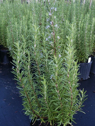 Gorizia Barbecue Skewers Rosemary