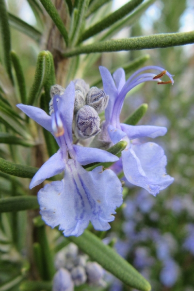 Prostrate Creeping Rosemary