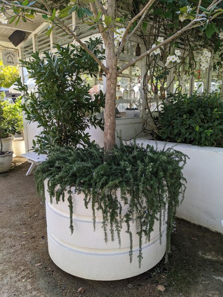 Prostrate Creeping Rosemary