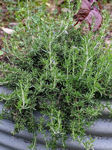 Prostrate Creeping Rosemary