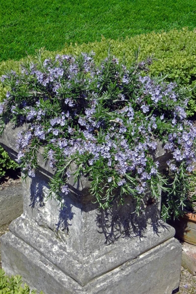 Prostrate Creeping Rosemary