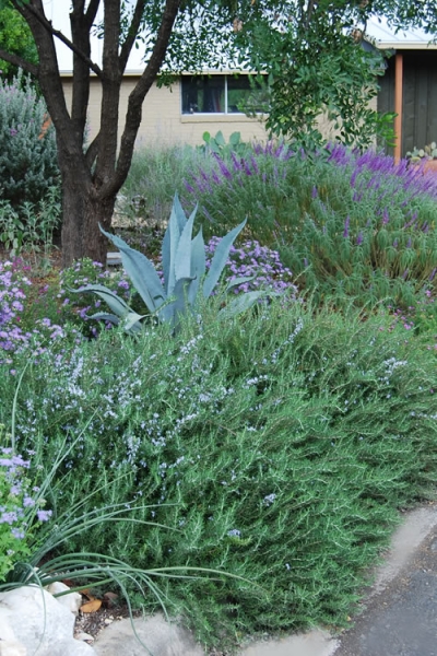 Prostrate Creeping Rosemary