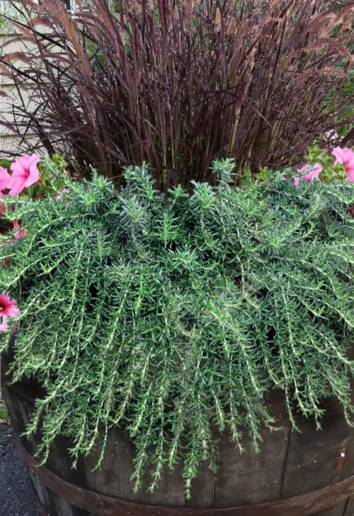 Prostrate Creeping Rosemary