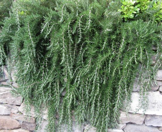 Prostrate Creeping Rosemary
