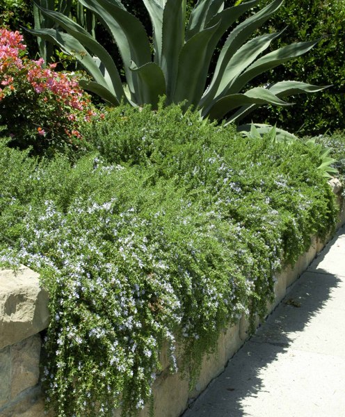Prostrate Creeping Rosemary