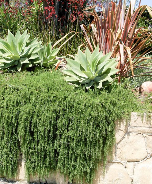 Prostrate Creeping Rosemary
