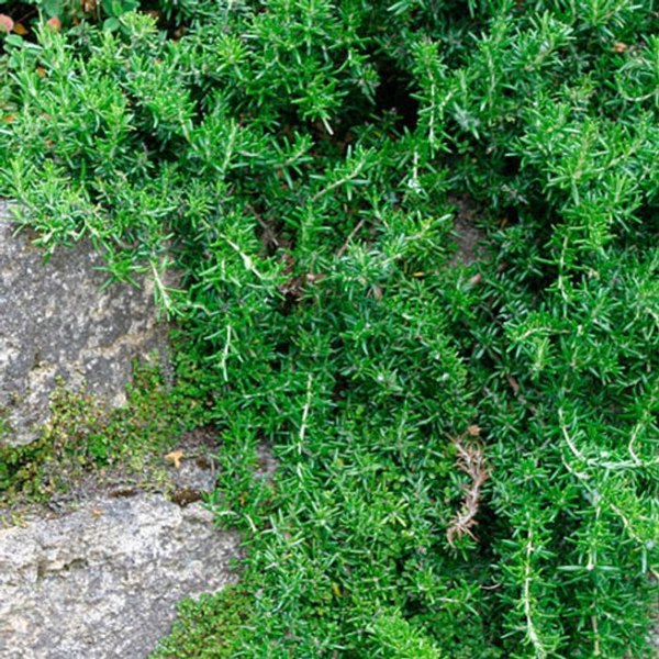 Prostrate Creeping Rosemary