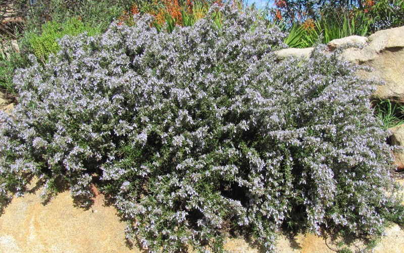 Prostrate Creeping Rosemary