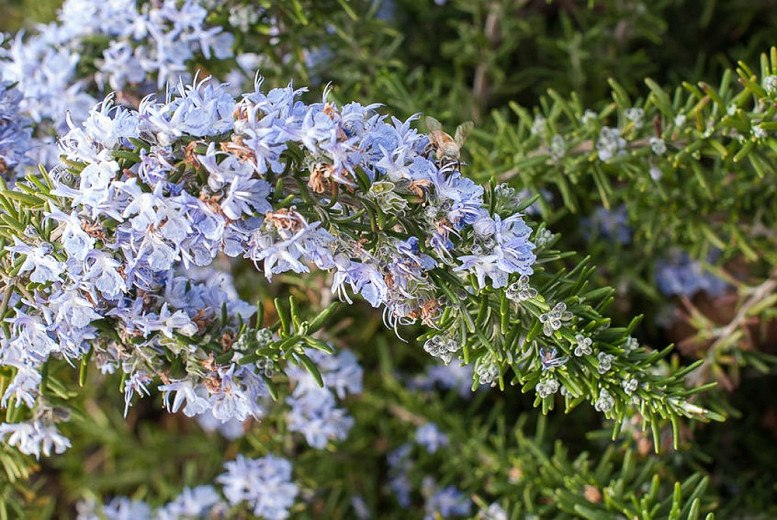 Prostrate Creeping Rosemary