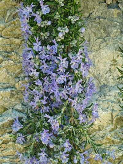 Prostrate Creeping Rosemary