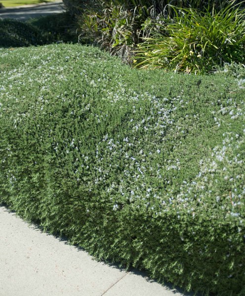 Prostrate Creeping Rosemary