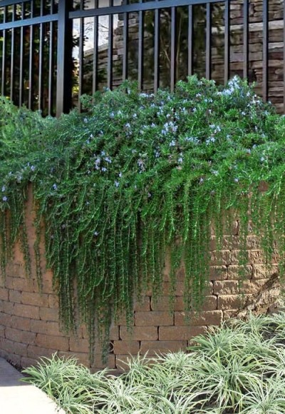 Prostrate Creeping Rosemary