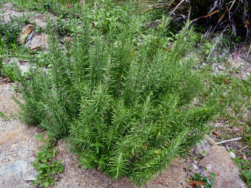 Prostrate Creeping Rosemary