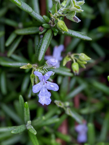Prostrate Creeping Rosemary
