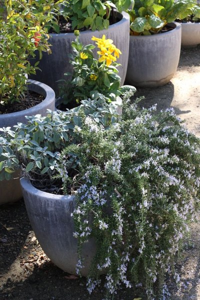 Prostrate Creeping Rosemary