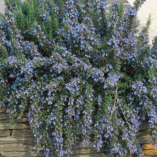 Growing the prostrate creeping rosemary (Rosmarinus officinalis