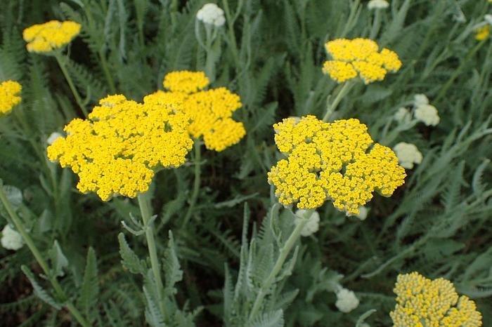 Little Moonshine Yarrow (Achillea)
