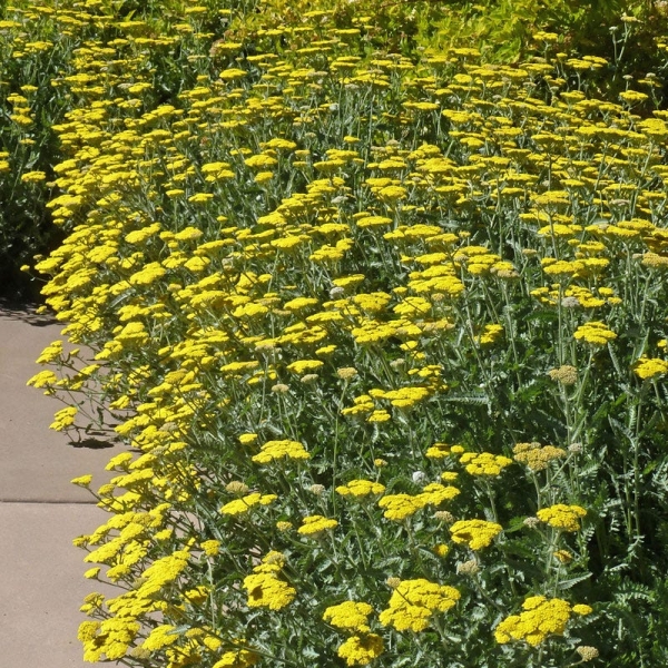 Little Moonshine Yarrow (Achillea)