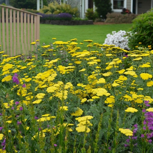 Little Moonshine Yarrow (Achillea)