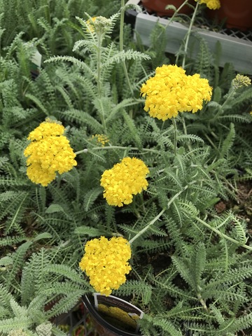 Little Moonshine Yarrow (Achillea)