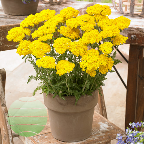 Little Moonshine Yarrow (Achillea)