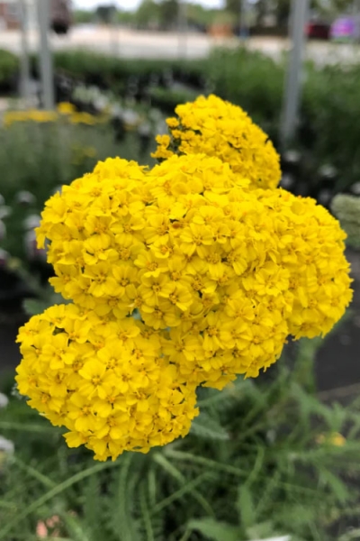Little Moonshine Yarrow (Achillea)