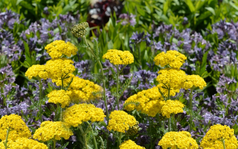 Little Moonshine Yarrow (Achillea)